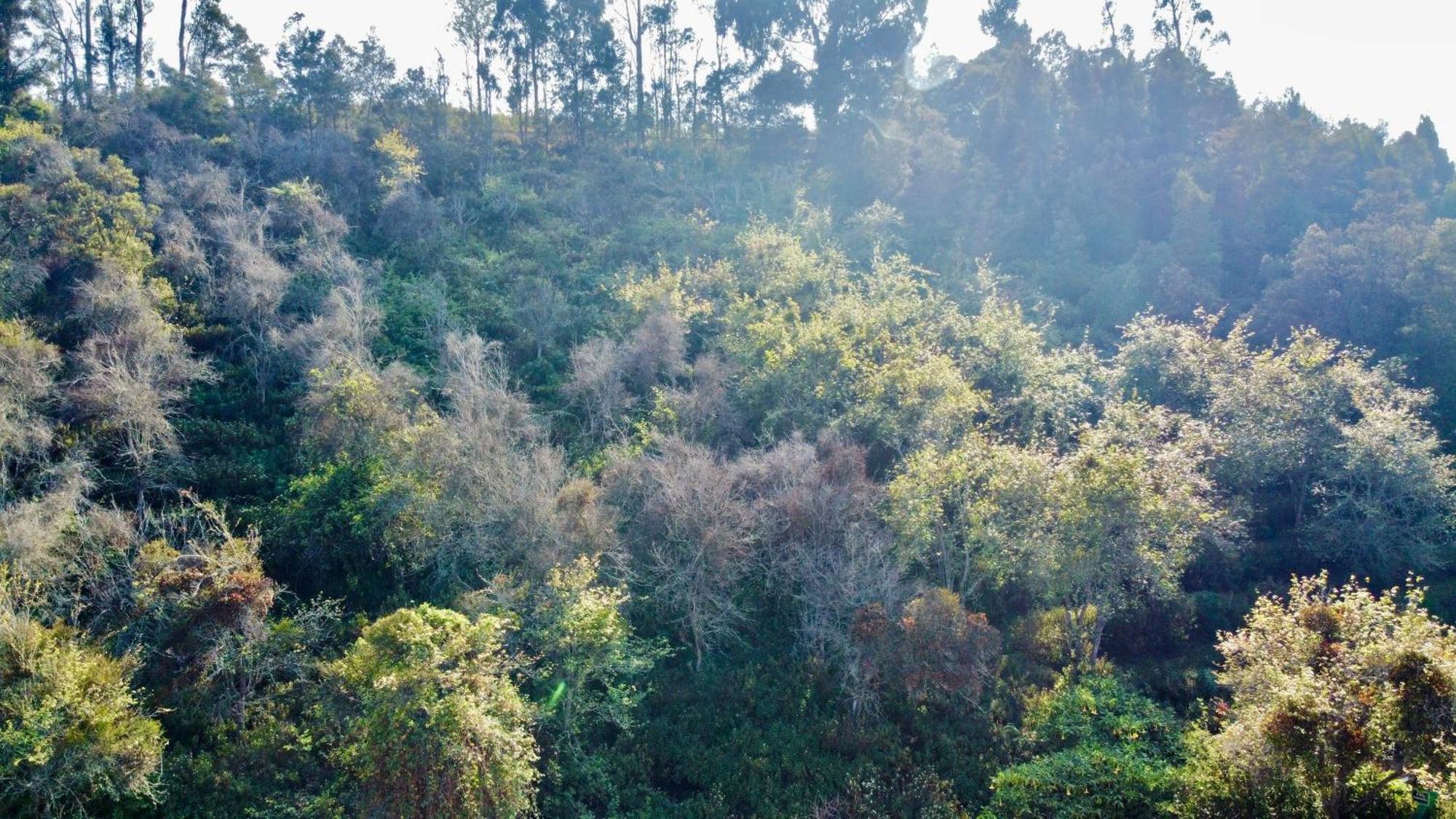 La Flora Tamilnadu - Kodaikanal Exterior foto